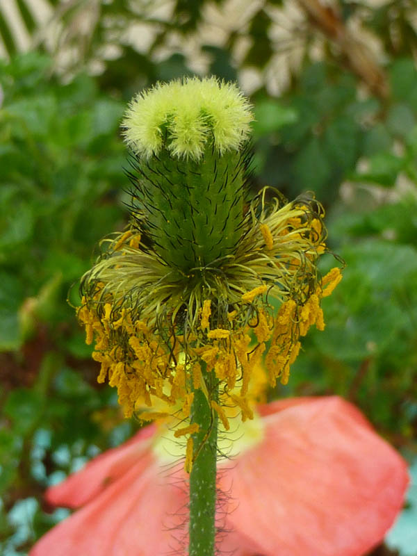 Papaver nudicaule sélections horticoles photo